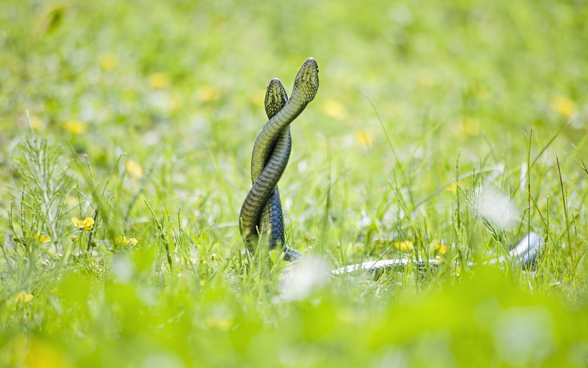 animals grass nature outdoors summer field