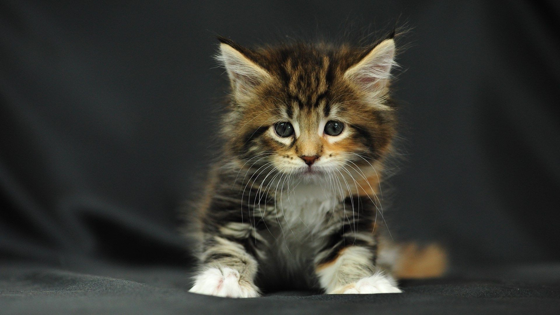 cats cat cute kitten pet mammal portrait funny animal eye fur whisker