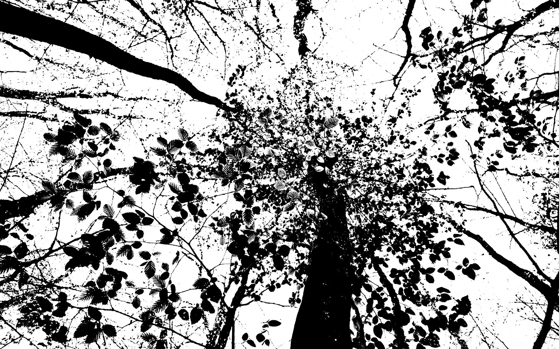 vector art tree branch leaf season wood nature landscape flora desktop growth outdoors park