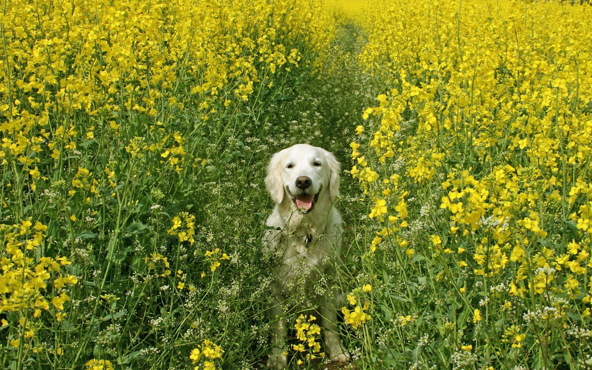 dogs field flower hayfield agriculture nature outdoors grass flora landscape crop summer country oil farm rural rapeseed