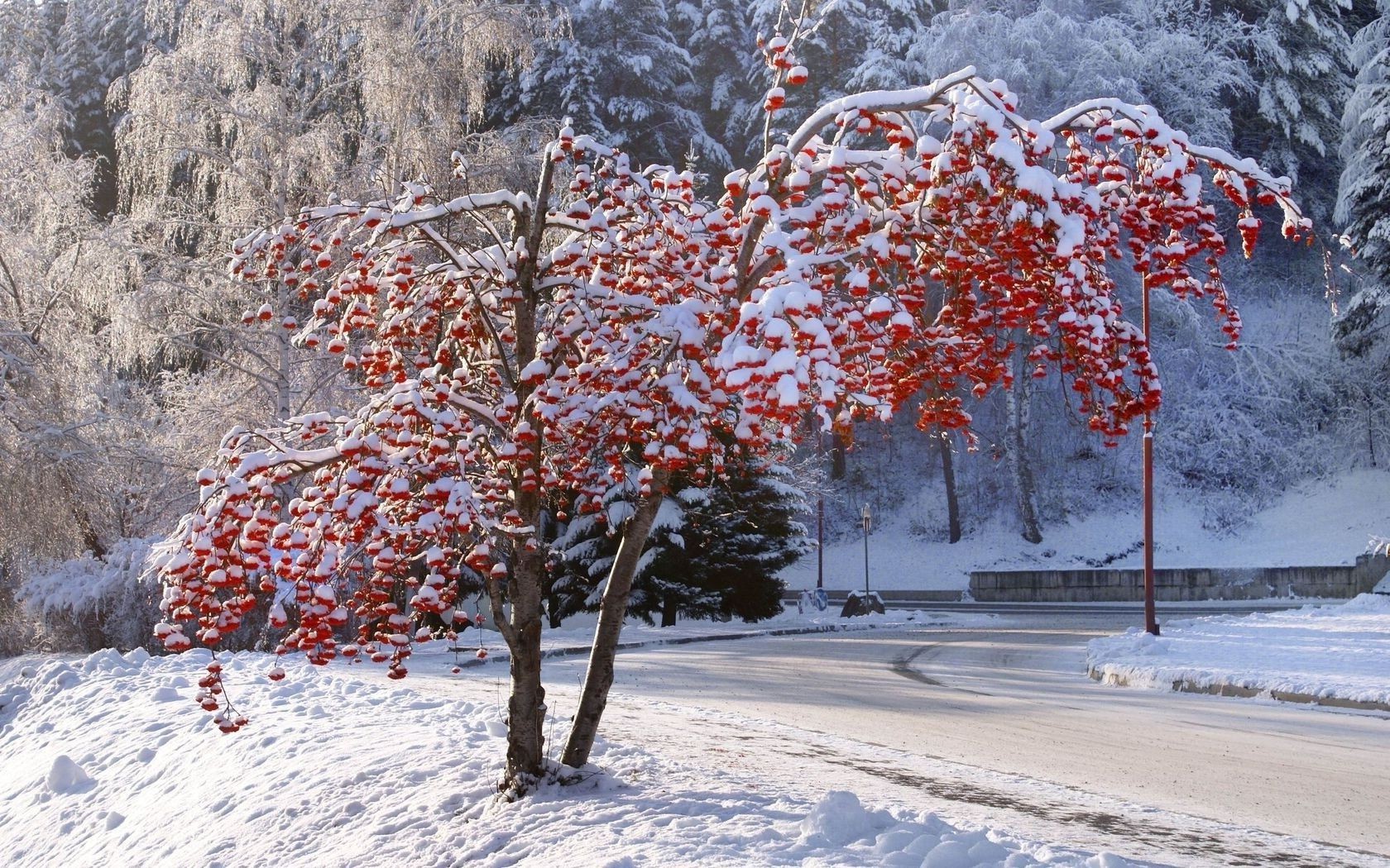 trees snow winter season frost tree cold landscape ice weather nature frozen branch outdoors wood frosty snow-white scenic scene scenery