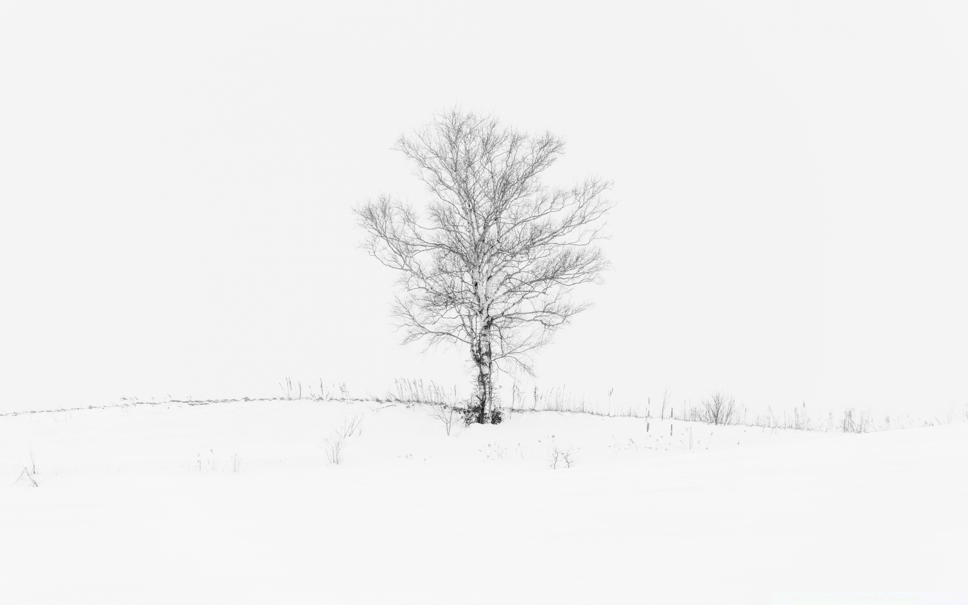 white winter snow cold tree frost fog wood frozen season weather nature landscape snowstorm branch mist alone solitude ice