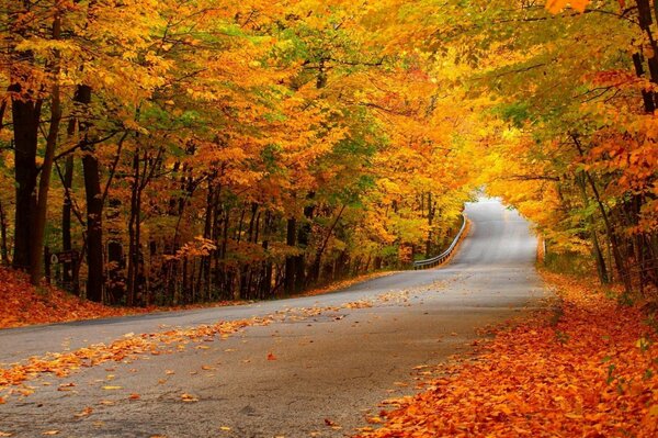 A long road covered with autumn wedge and leaves