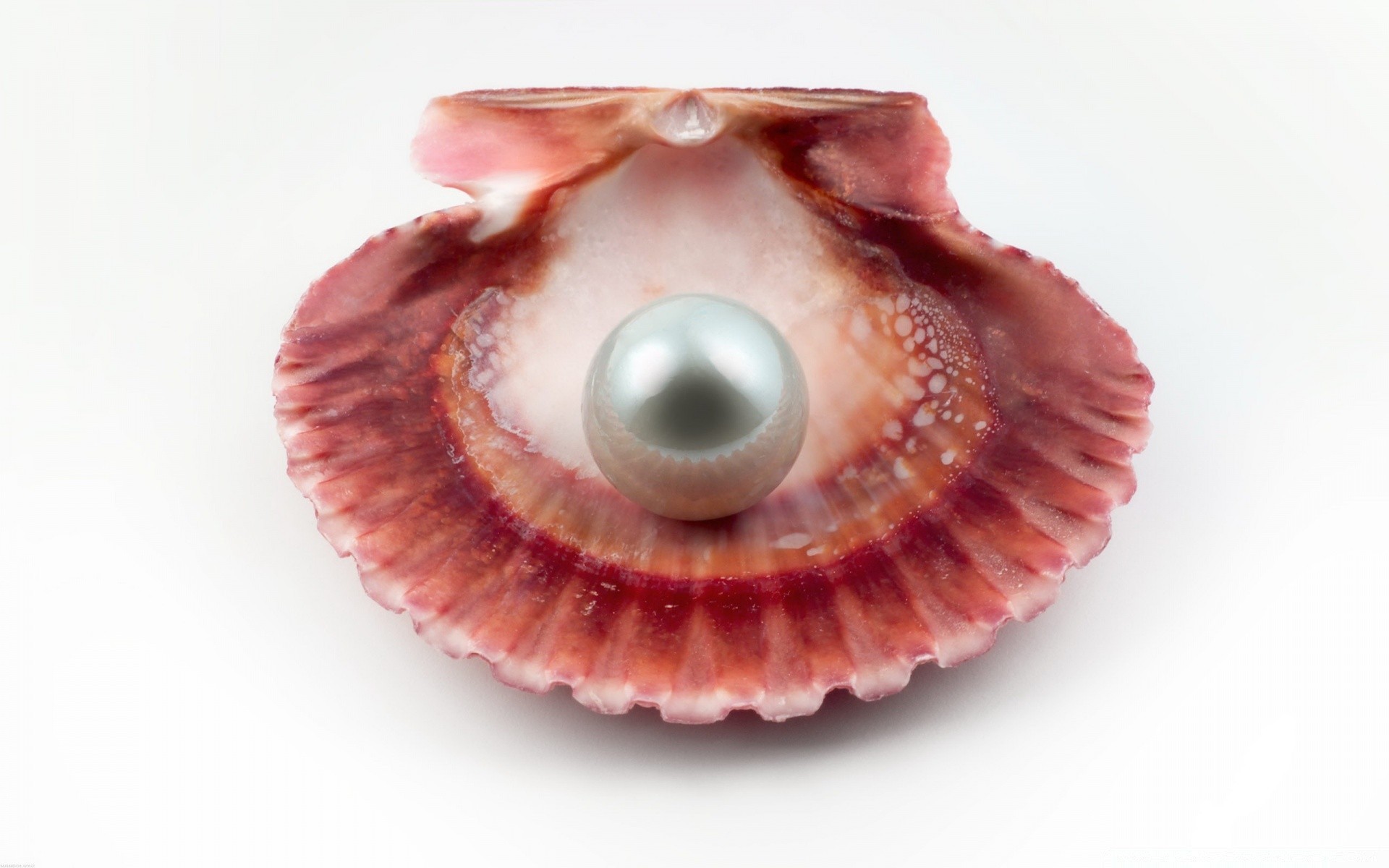white shellfish seashell shell scallop desktop conch invertebrate one close-up marine snail isolated clam nature