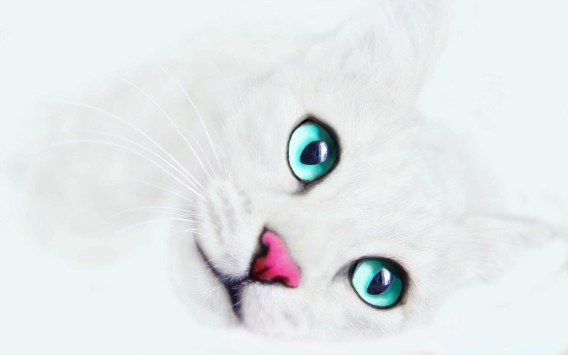 white cat cute eye downy pet fur kitten funny domestic portrait animal whisker one young