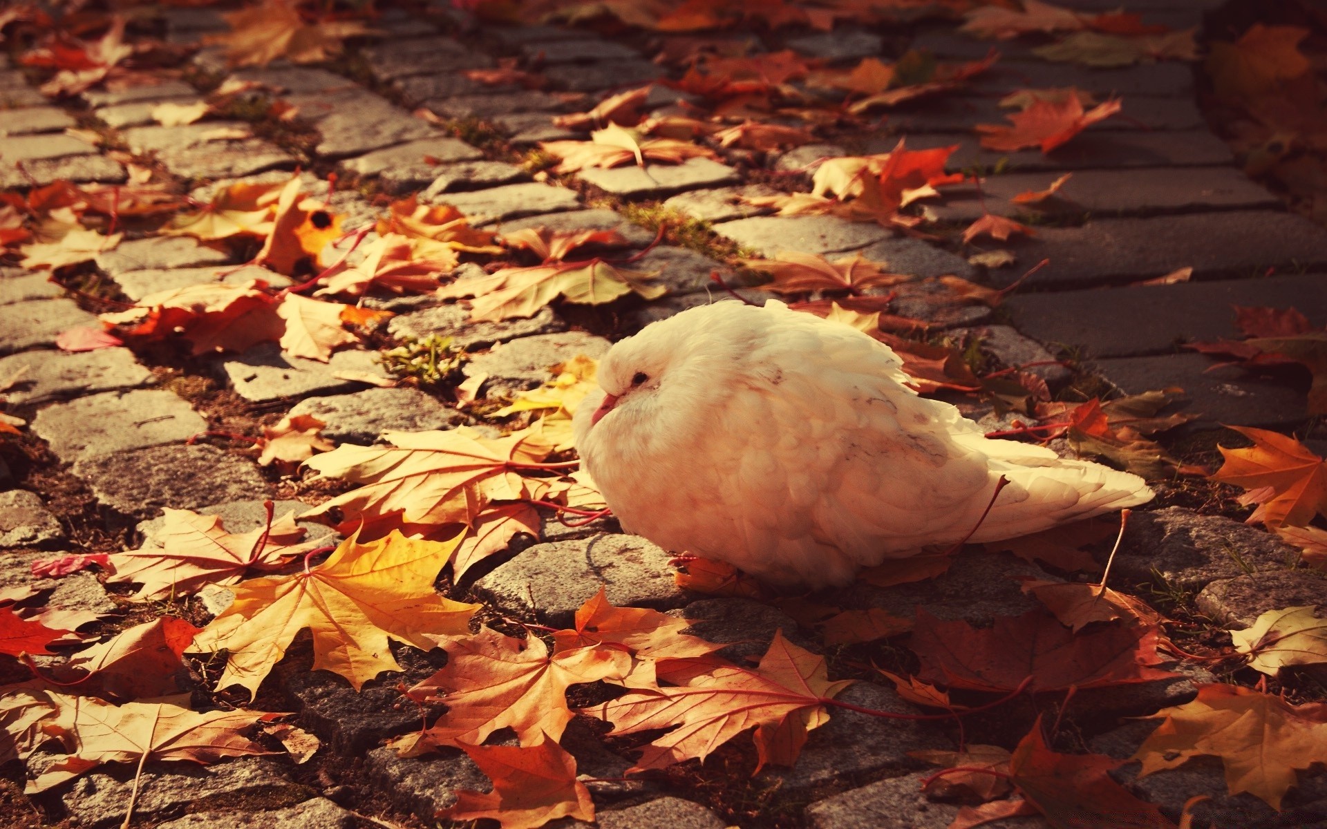 dove bird fall nature outdoors poultry