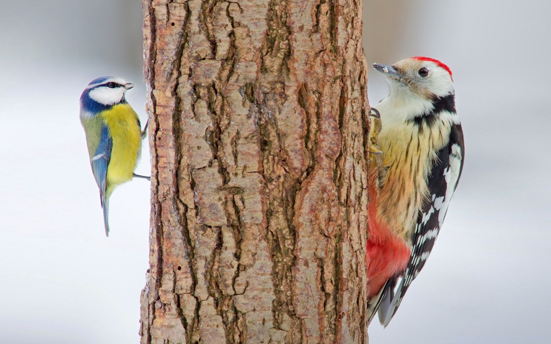 birds bird wildlife songbird avian beak nature woodpecker animal outdoors ornithology birdwatching wild feather tree finch wing one