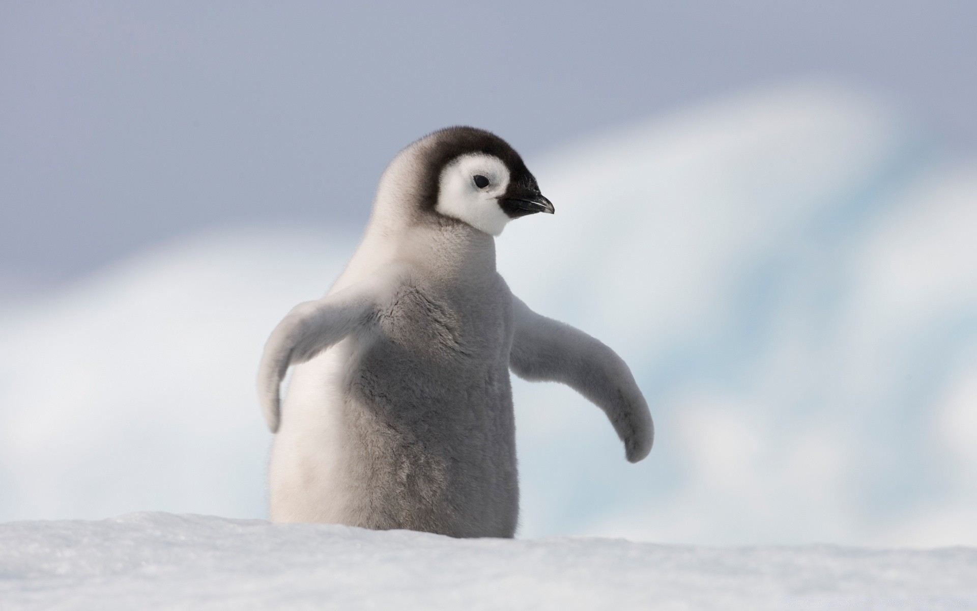 penguin snow winter wildlife bird frosty cold nature outdoors ice water one cute