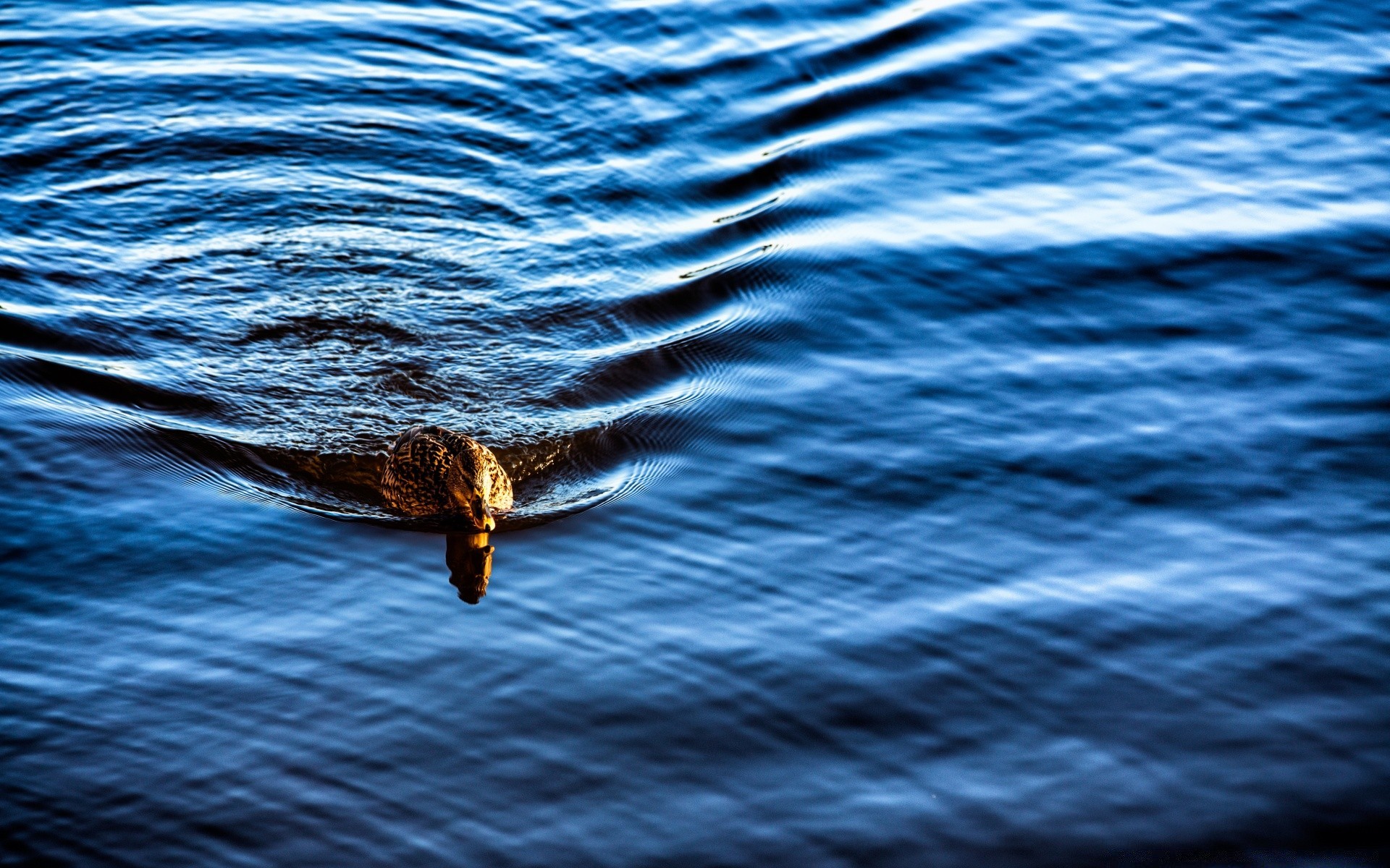 duck water nature ocean wave sea wet outdoors swimming ripple reflection marine