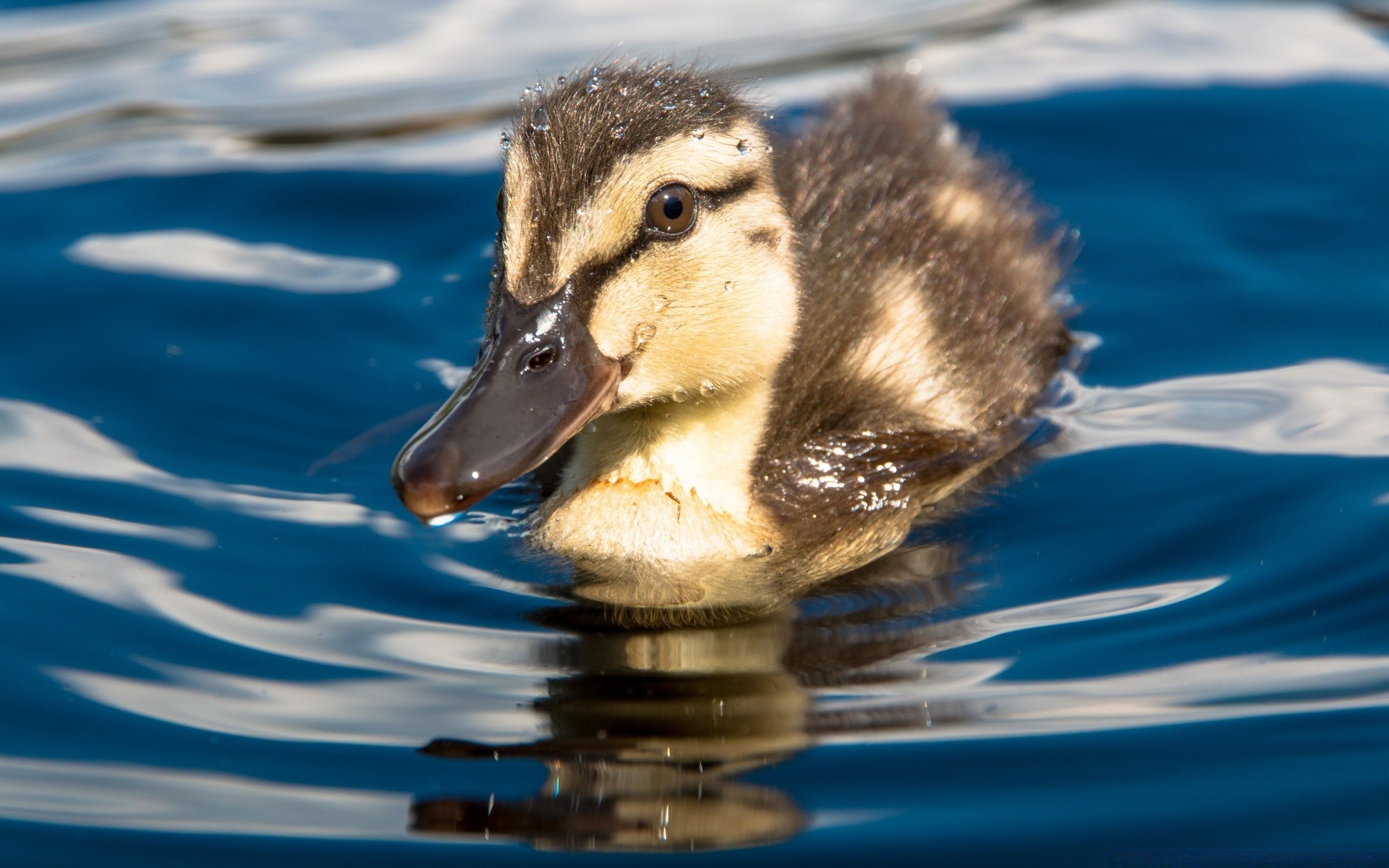 chicks duck water swimming wildlife bird nature duckling pool lake reflection wet outdoors waterfowl animal one mallard poultry