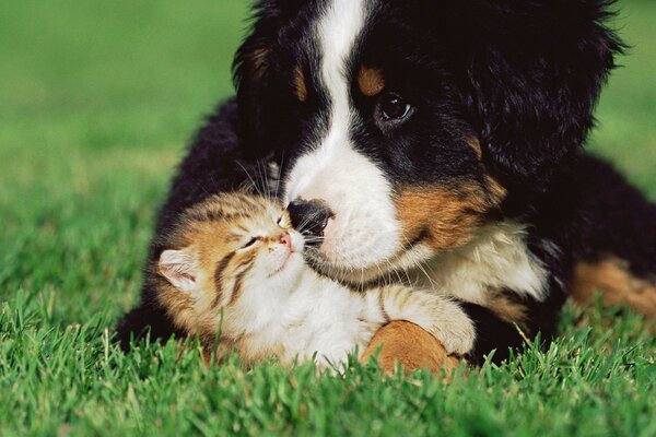 A puppy and a cat on the green grass
