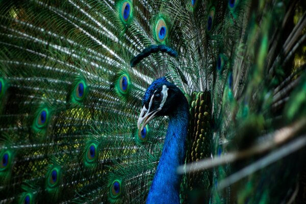 Beautiful peacock bird in macro photography