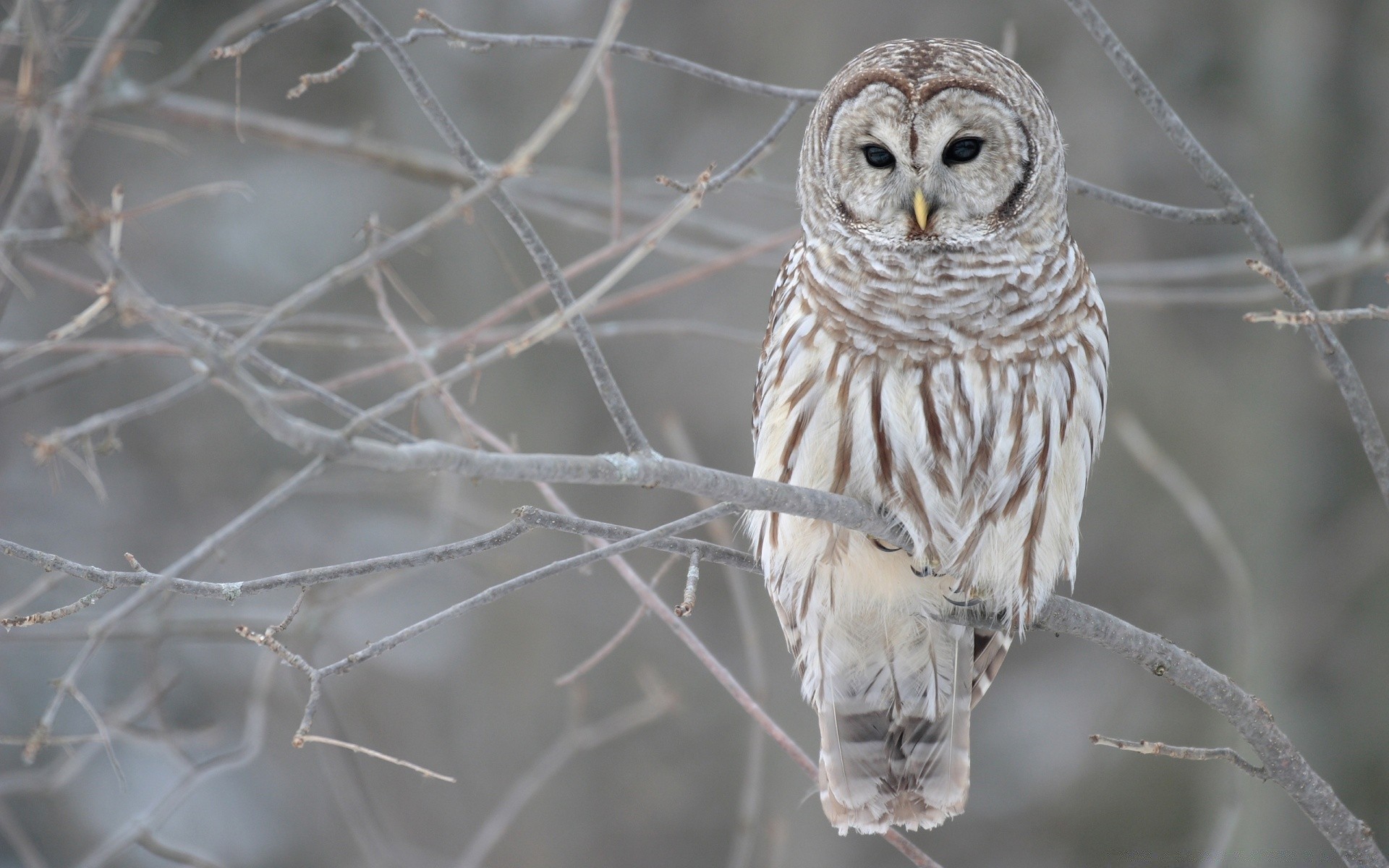 owl bird wildlife nature animal close-up winter wild