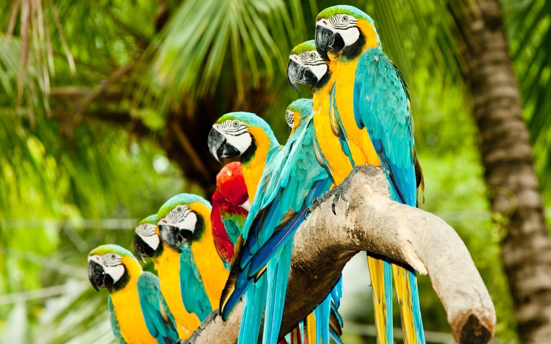parrot tropical wildlife jungle bird zoo macaw nature wild animal exotic beak feather rainforest wing