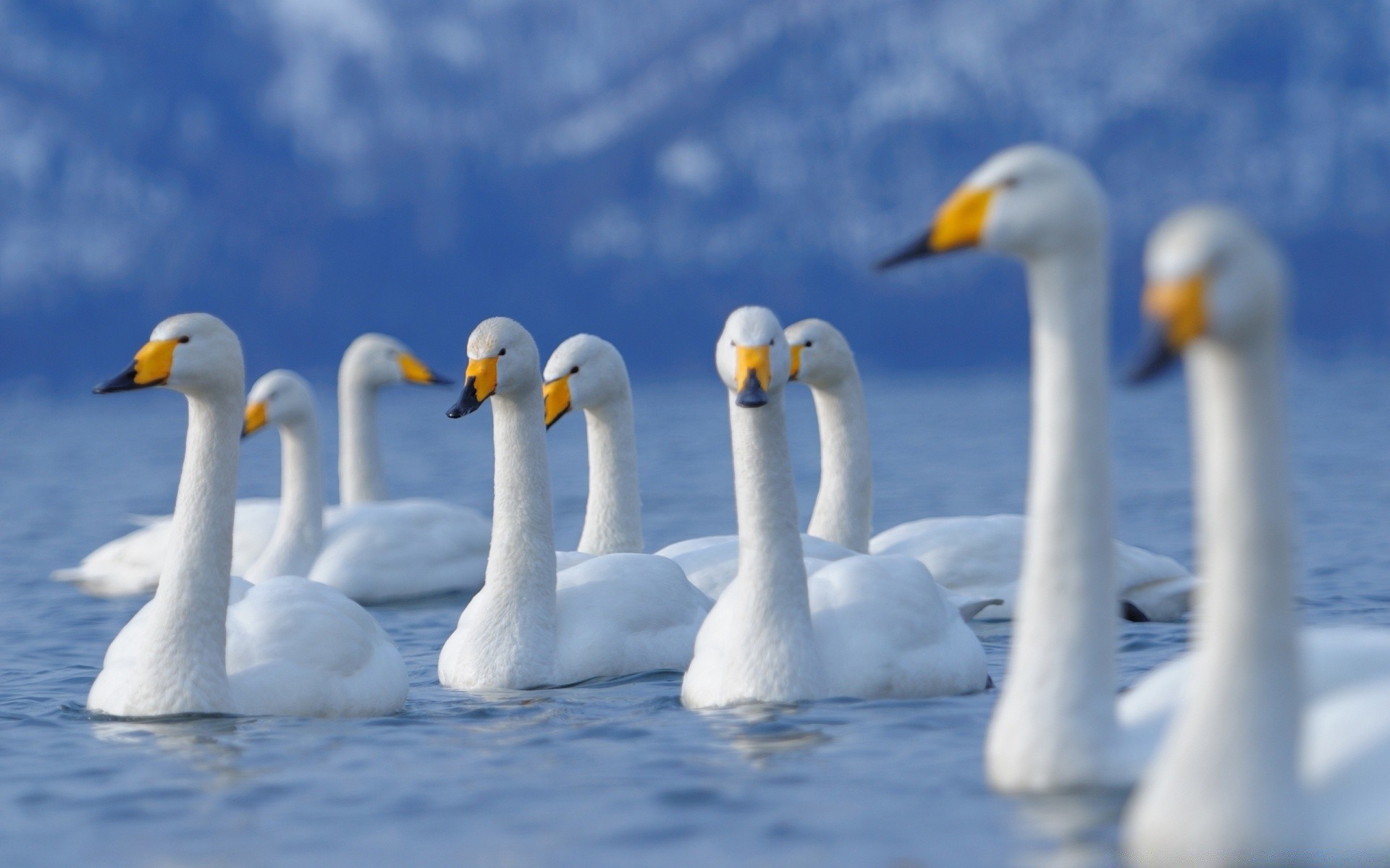 swans bird swan nature wildlife swimming water waterfowl outdoors goose duck
