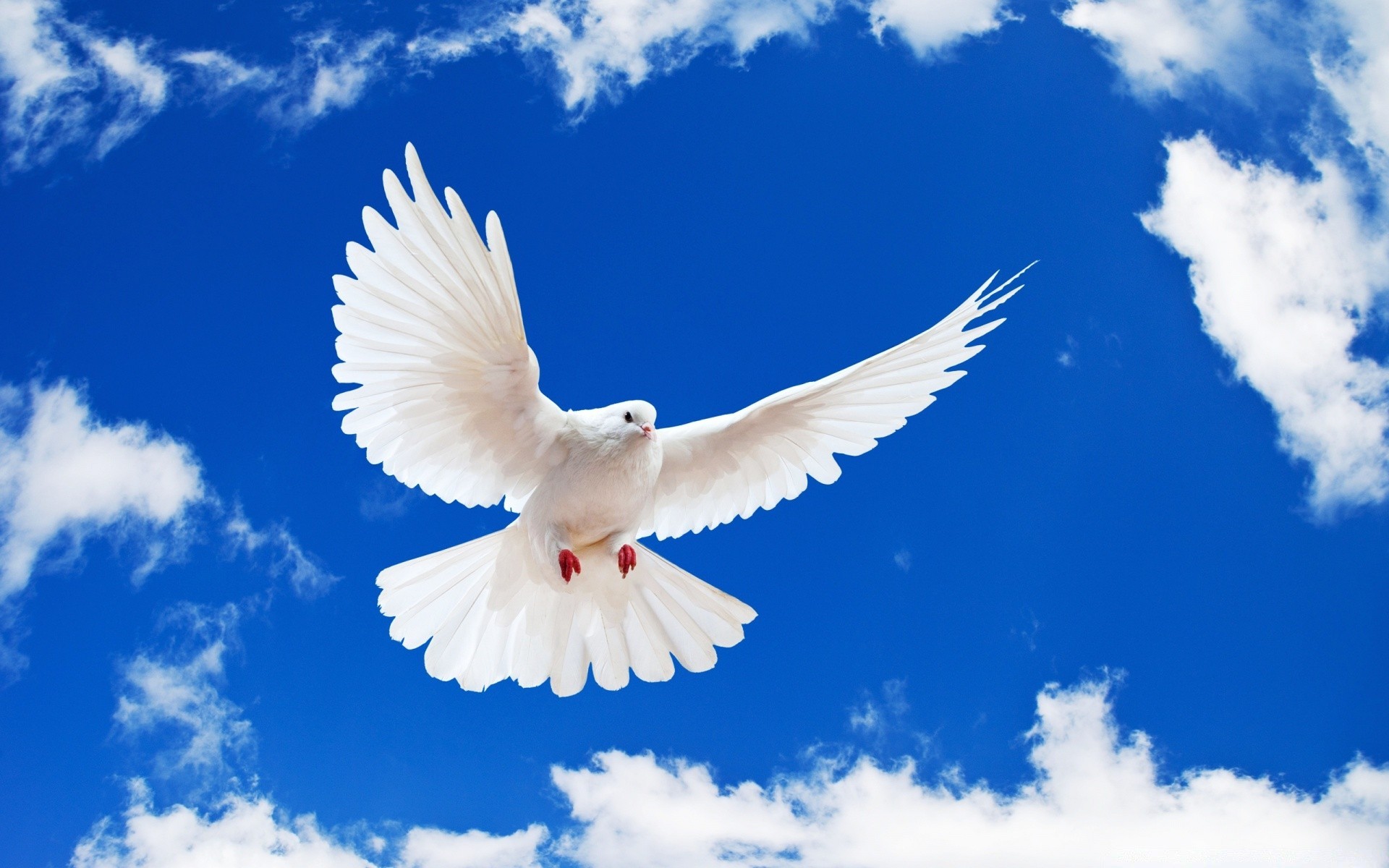 dove bird nature freedom flight sky pigeon wing fly outdoors seagulls feather heaven summer wildlife