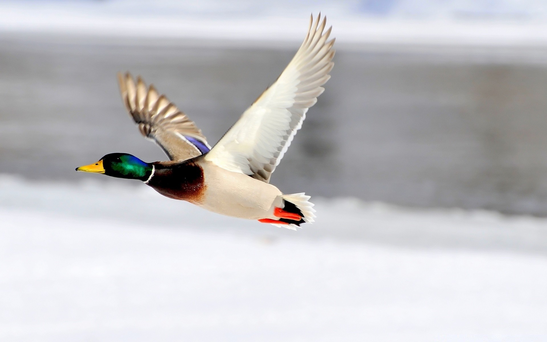 duck bird outdoors nature wildlife snow winter water flight