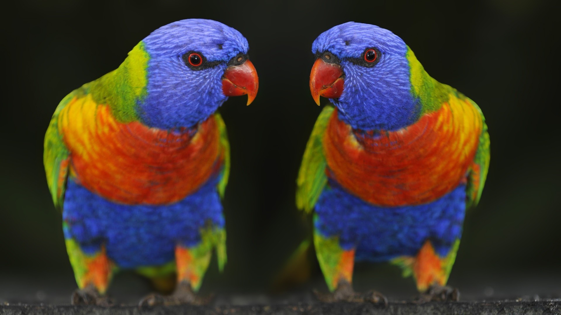 parrot bird wildlife macaw beak feather color nature zoo wild outdoors wing motley animal bright avian parakeet tropical
