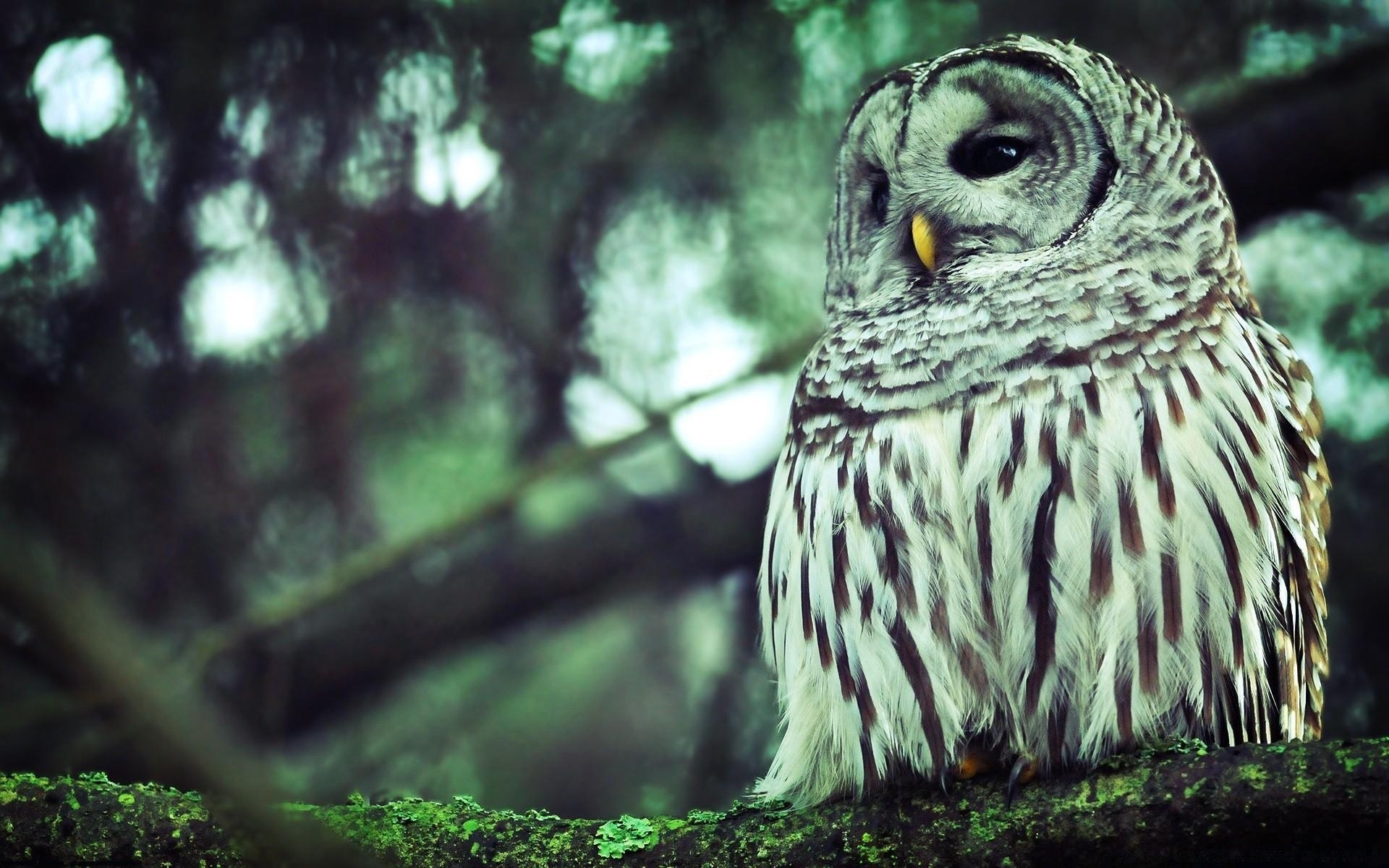 owl nature bird wildlife wild outdoors animal wood portrait
