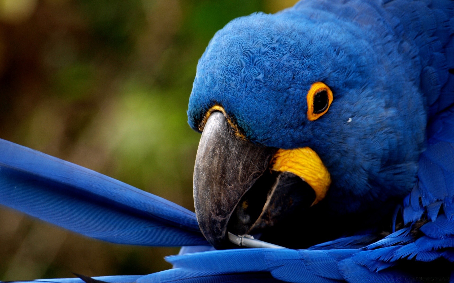 parrot bird wildlife nature macaw animal zoo beak feather wild wing outdoors