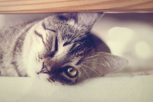 The kitten winked at its owner
