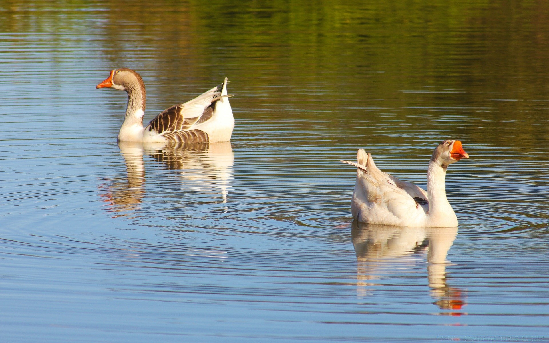 waterfowl bird duck pool goose lake water poultry reflection swan feather wildlife animal swimming beak mallard nature drake neck