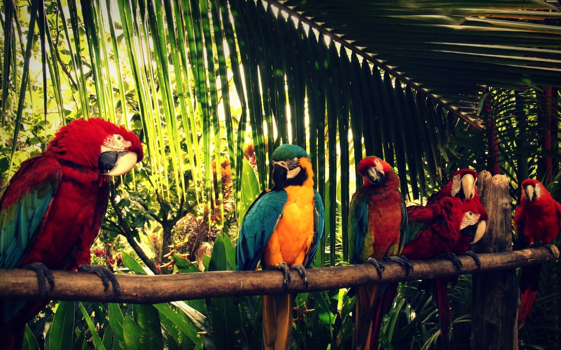 parrot bird macaw tropical wildlife parakeet exotic beak feather wing wild avian zoo nature animal