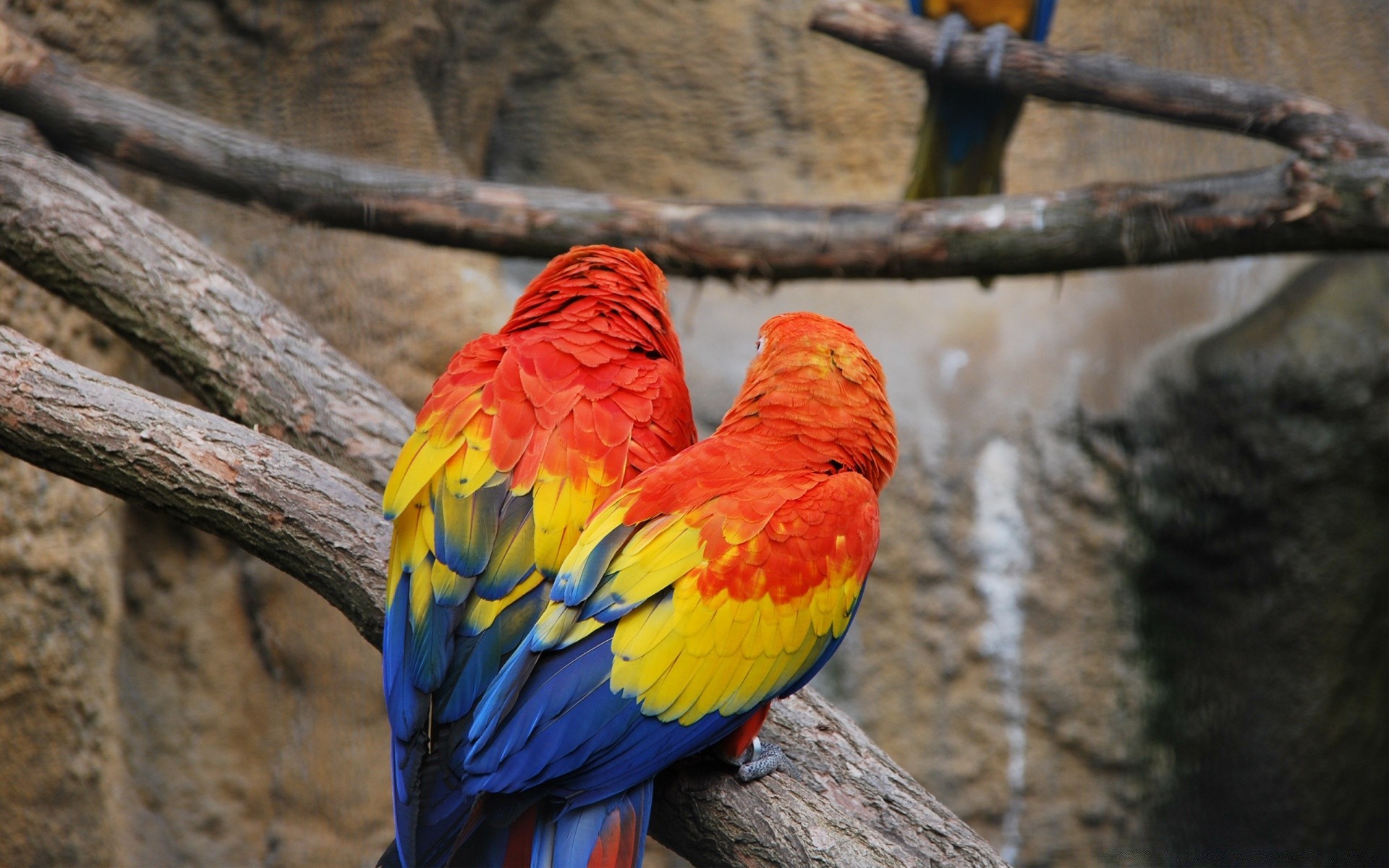 parrot bird nature wildlife zoo wood color outdoors