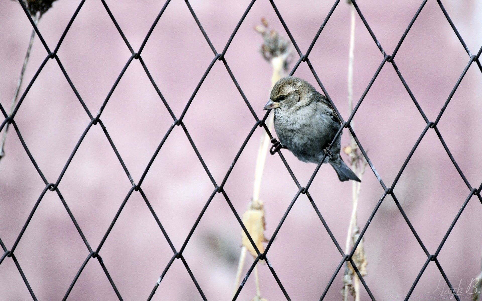 birds bird fence nature animal