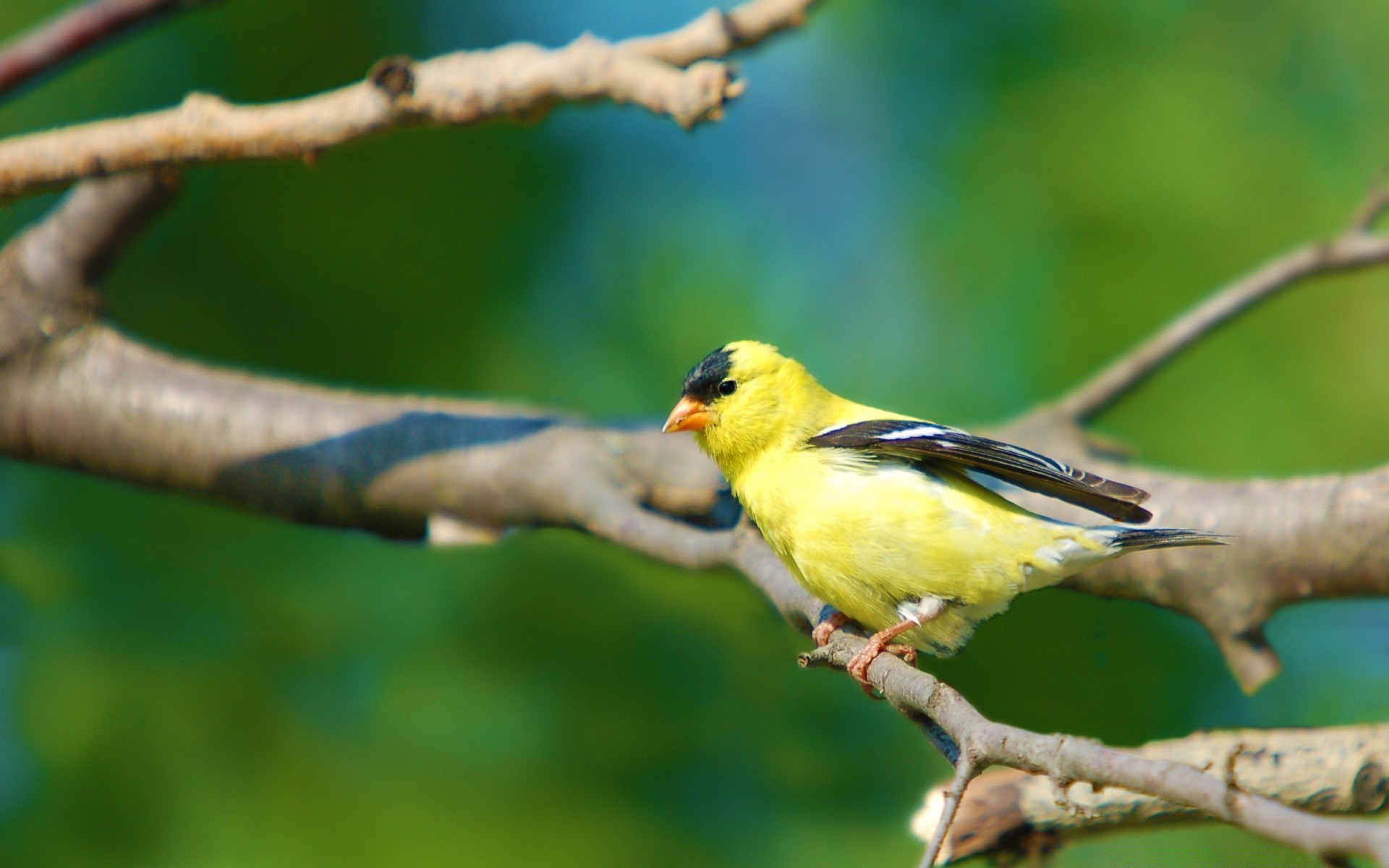 birds bird wildlife nature outdoors animal wild beak avian little tropical