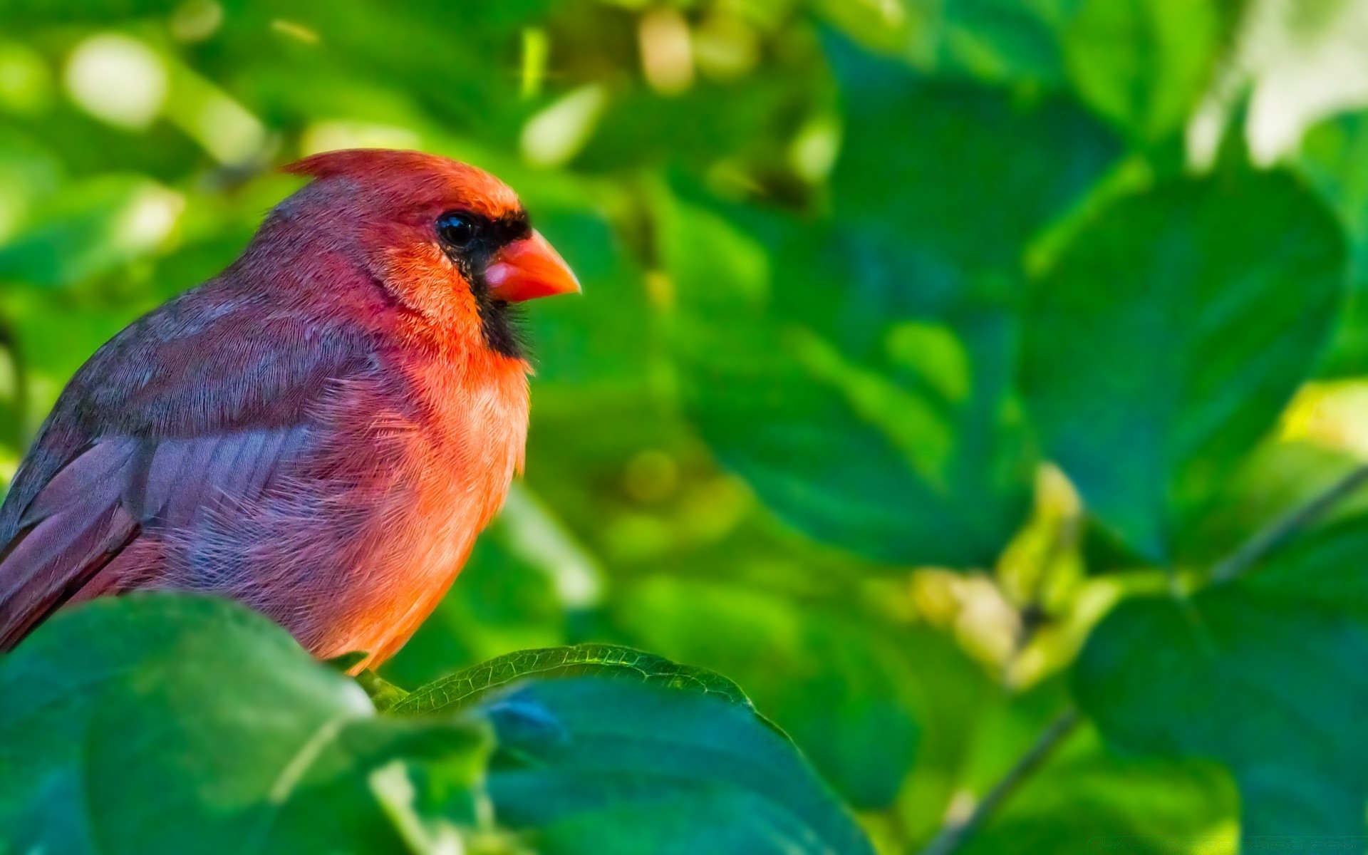 birds nature leaf outdoors bird summer wildlife