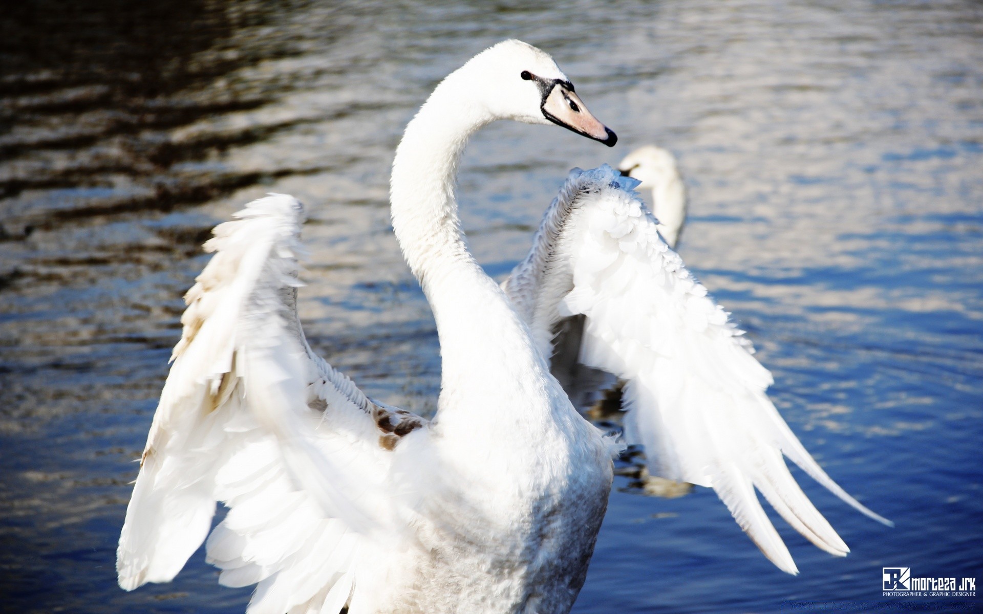 swans bird swan nature feather water wildlife outdoors animal beak lake waterfowl poultry wing