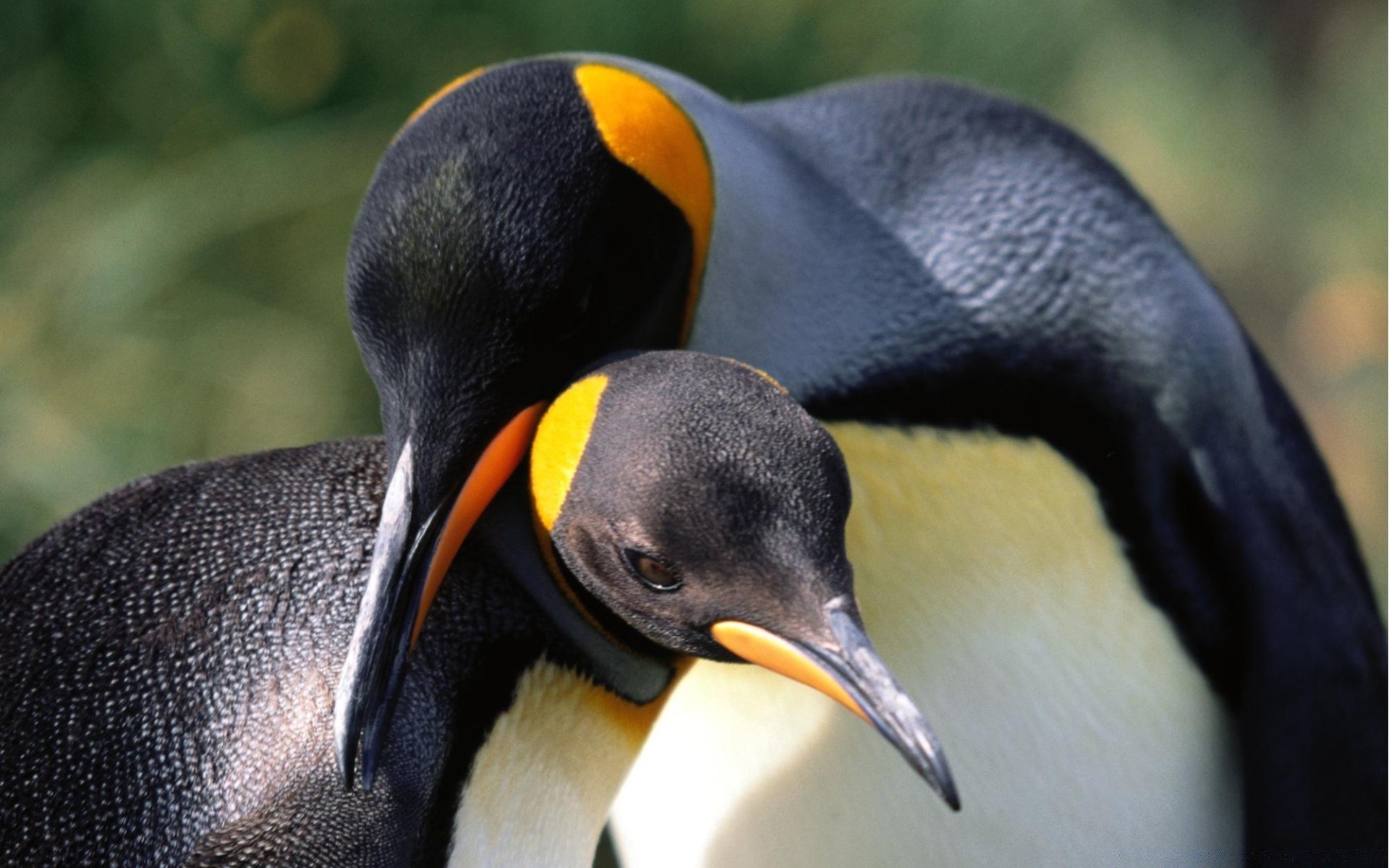 penguin bird wildlife nature animal wild beak outdoors daylight one water