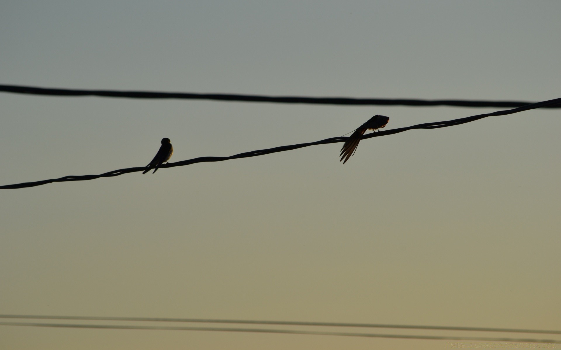 birds bird flight sky wildlife wire sunset landscape nature animal pigeon outdoors light