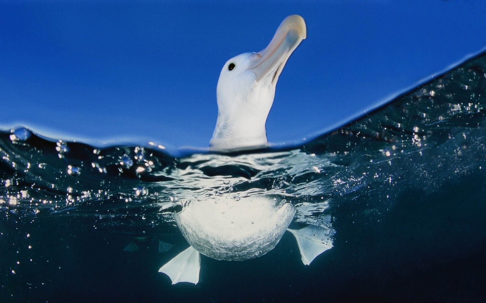 seagull water underwater ocean sea nature snow whale swimming