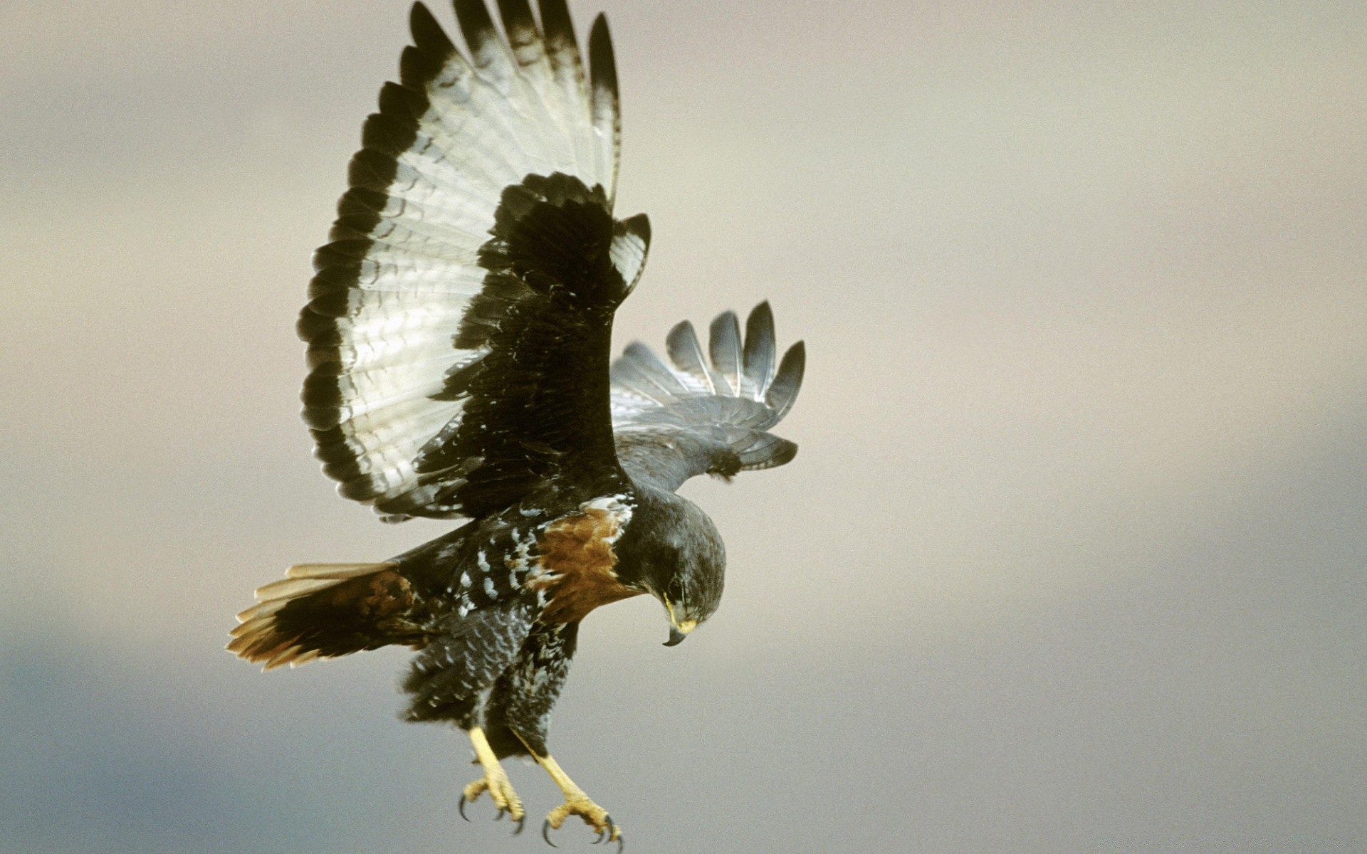 birds bird raptor wildlife eagle nature feather hawk animal outdoors prey flight falcon