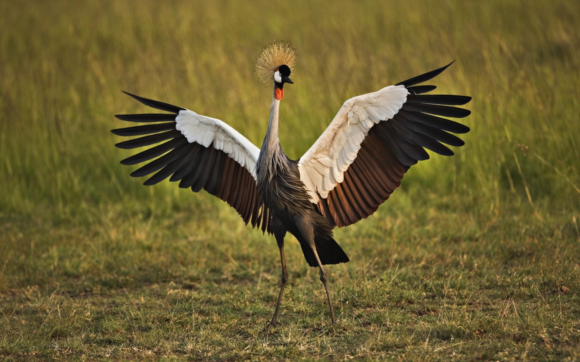 birds bird wildlife crane animal feather nature beak flight wild avian grass stork wing