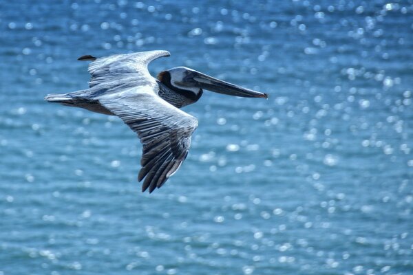 Pelican hunting flying over the water