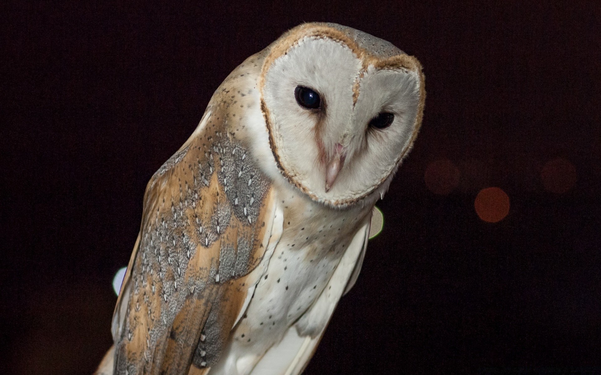 owl bird raptor portrait wildlife one