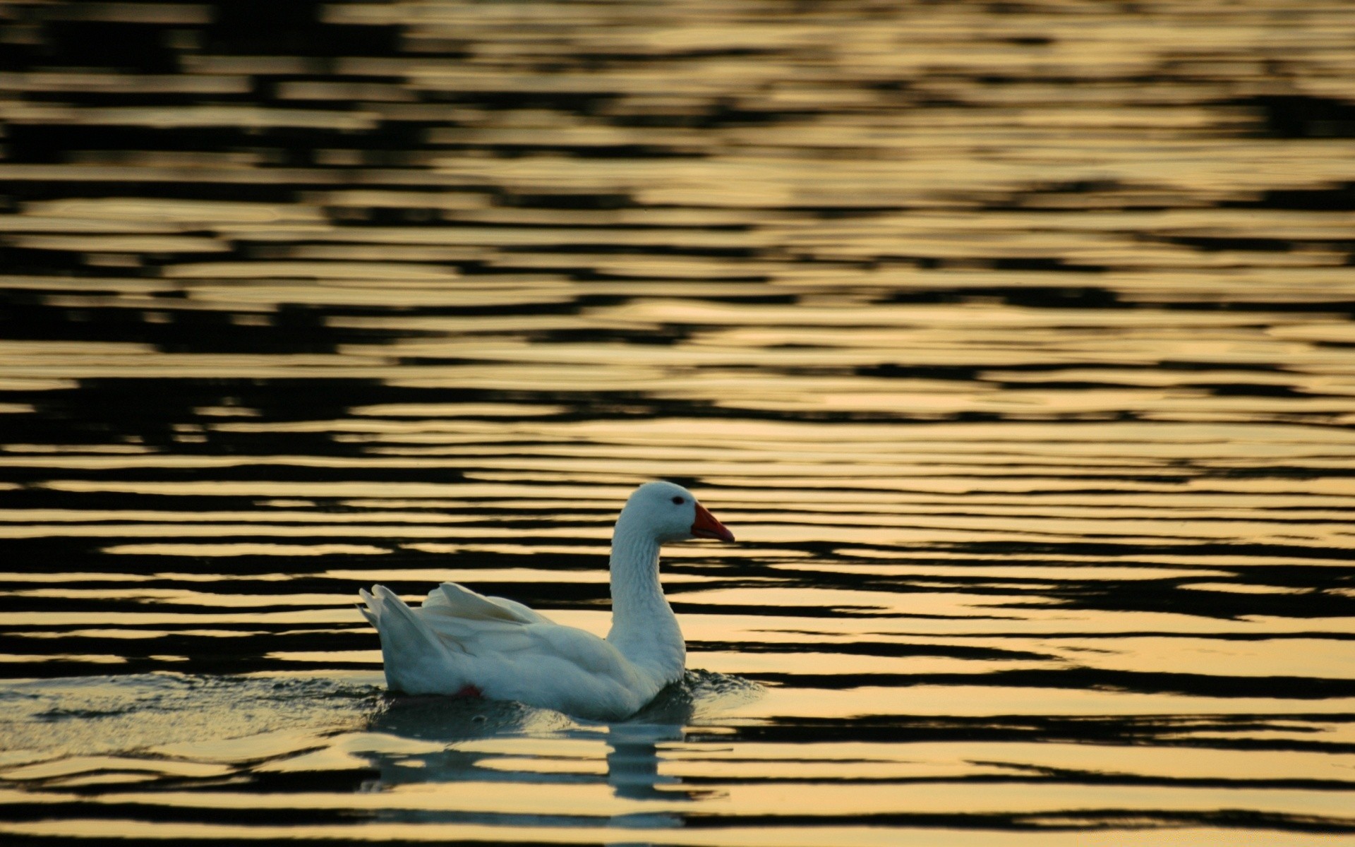 waterfowl water bird lake reflection nature swan pool duck river wildlife feather sea animal beautiful goose dawn swimming