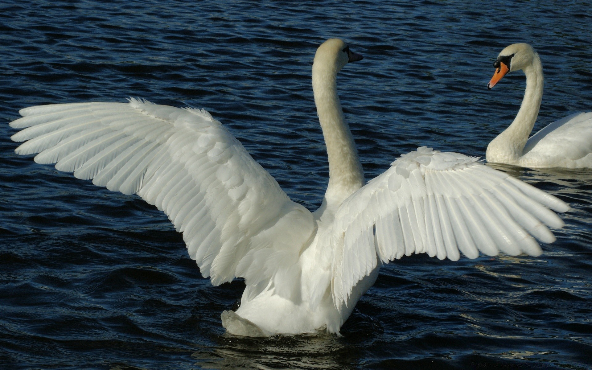 swans swan bird water waterfowl lake nature feather goose poultry wildlife beak duck swimming seagulls
