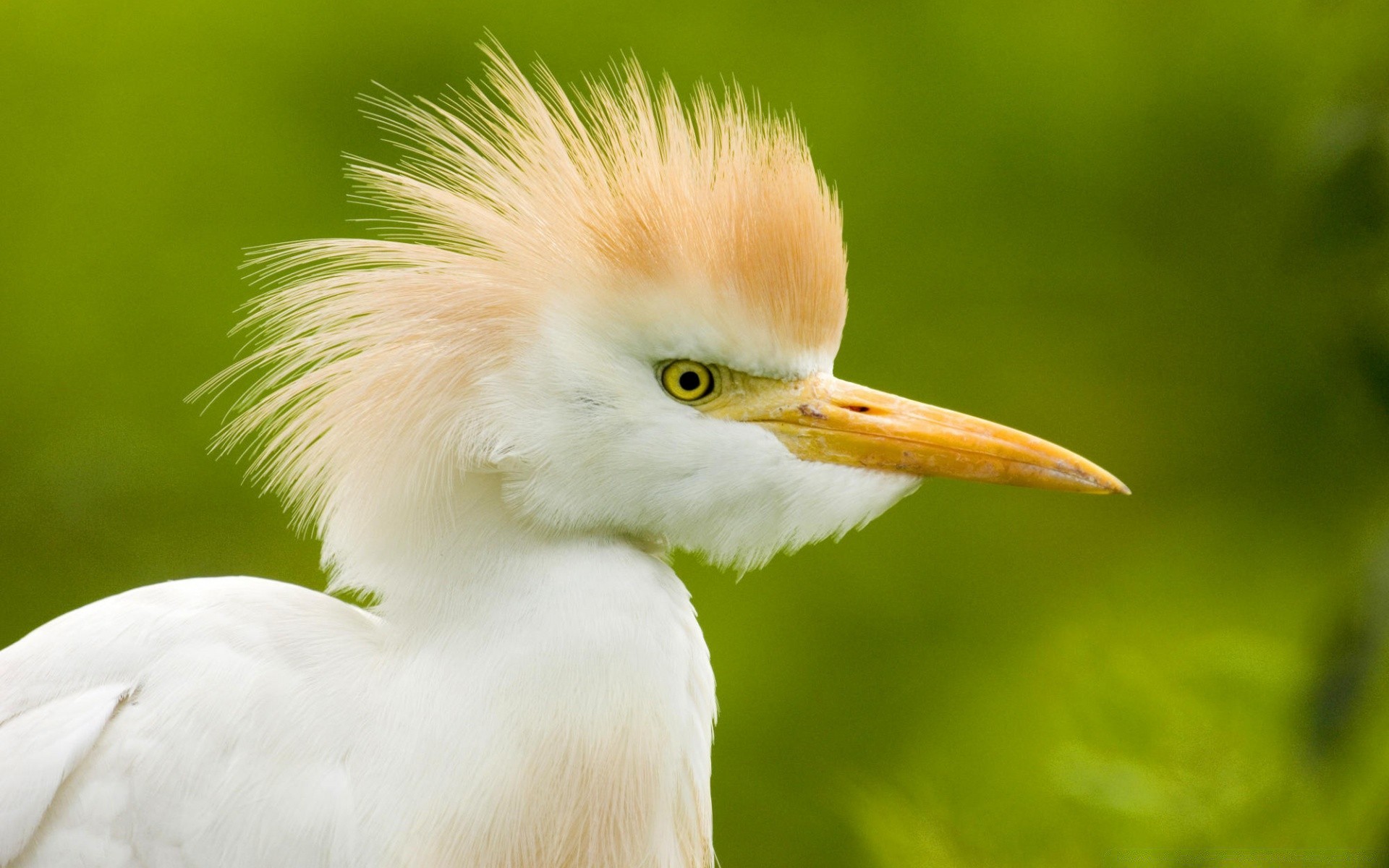 waterfowl bird wildlife nature animal