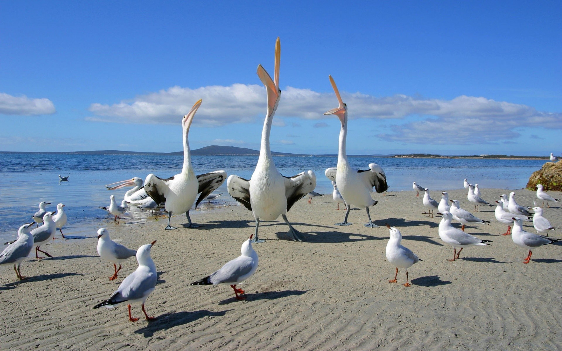 waterfowl seagulls bird water beach sea ocean seashore summer sky sand nature travel flight shore barren