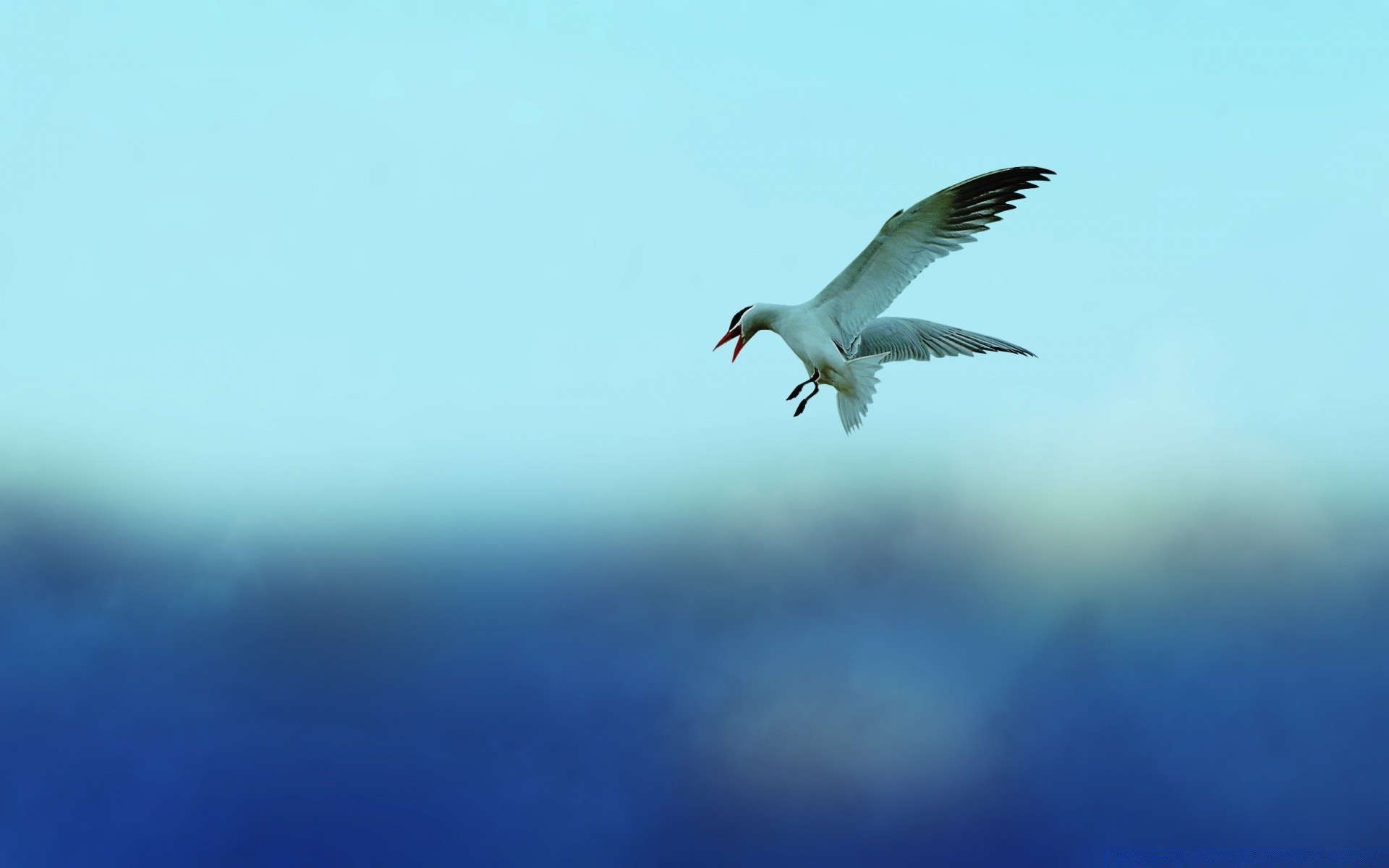 seagull bird wildlife nature seagulls outdoors sky flight water freedom fly blur