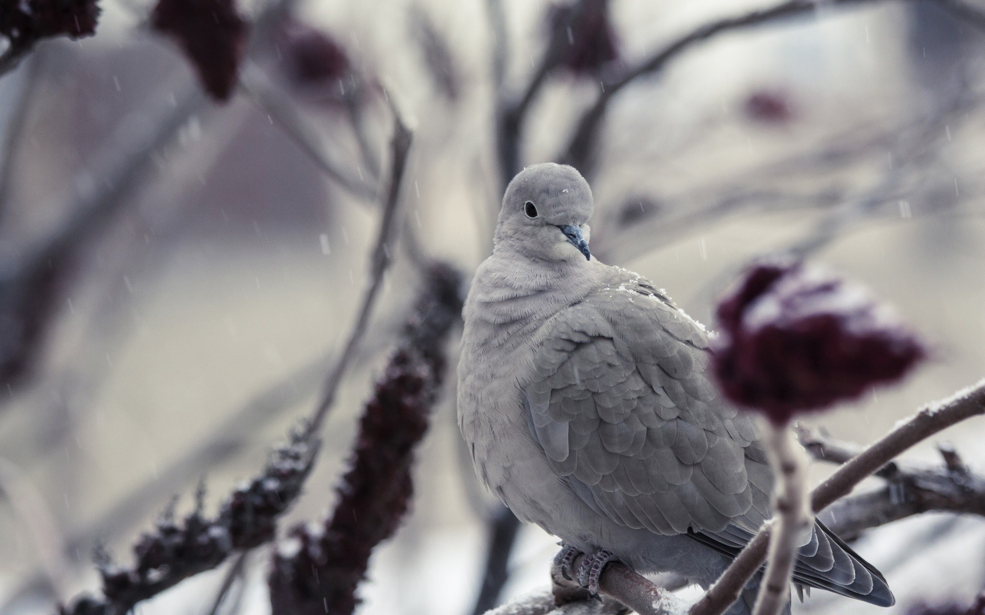 dove winter bird snow pigeon cold nature outdoors wildlife frost
