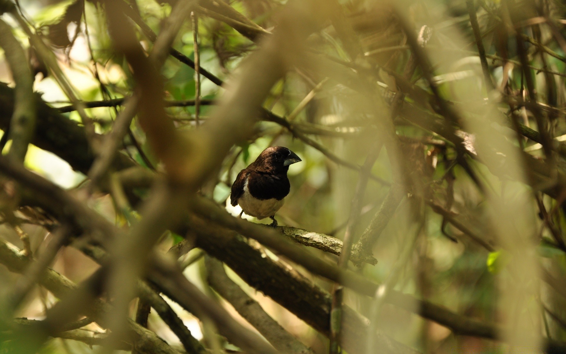 birds bird wildlife blur nature outdoors tree animal daylight leaf wood wild