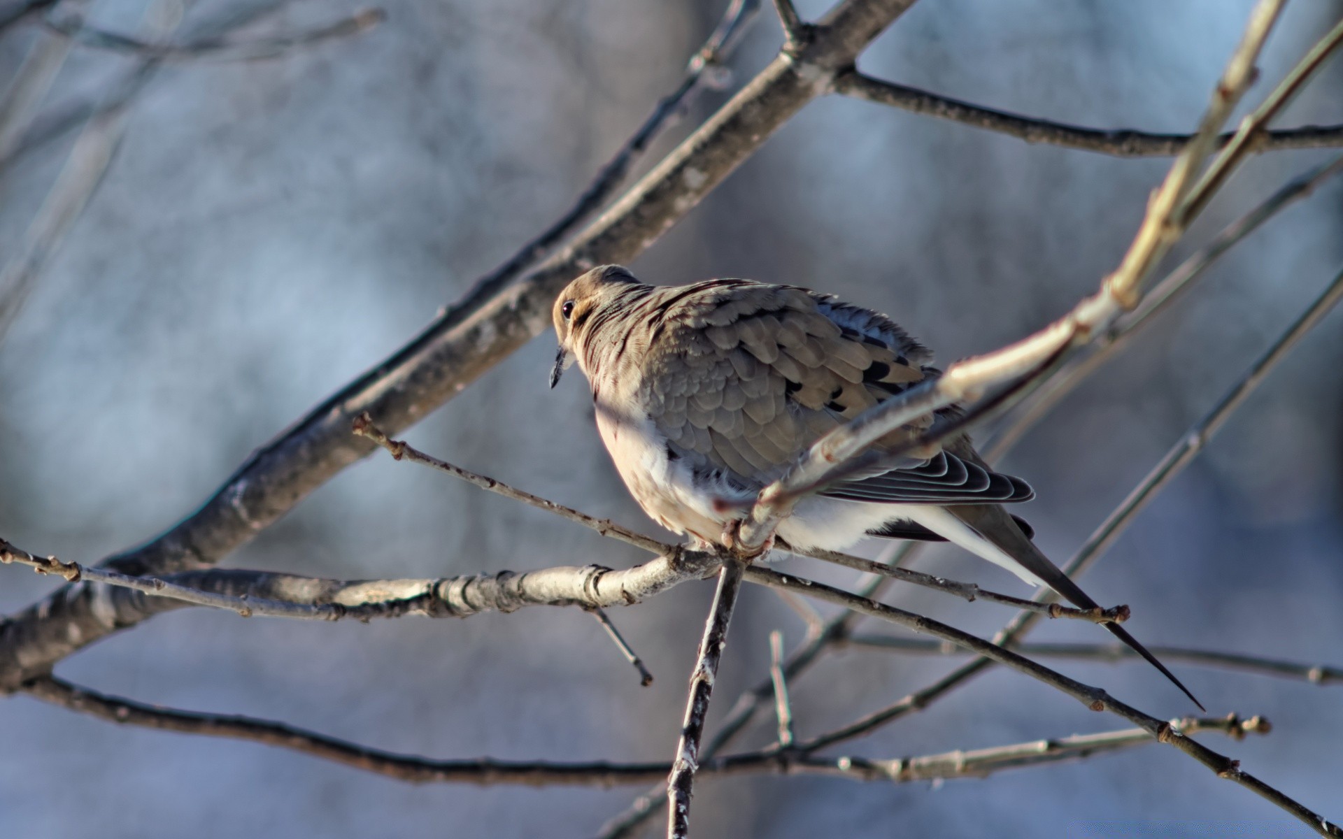 dove nature bird winter outdoors wildlife animal wild tree color