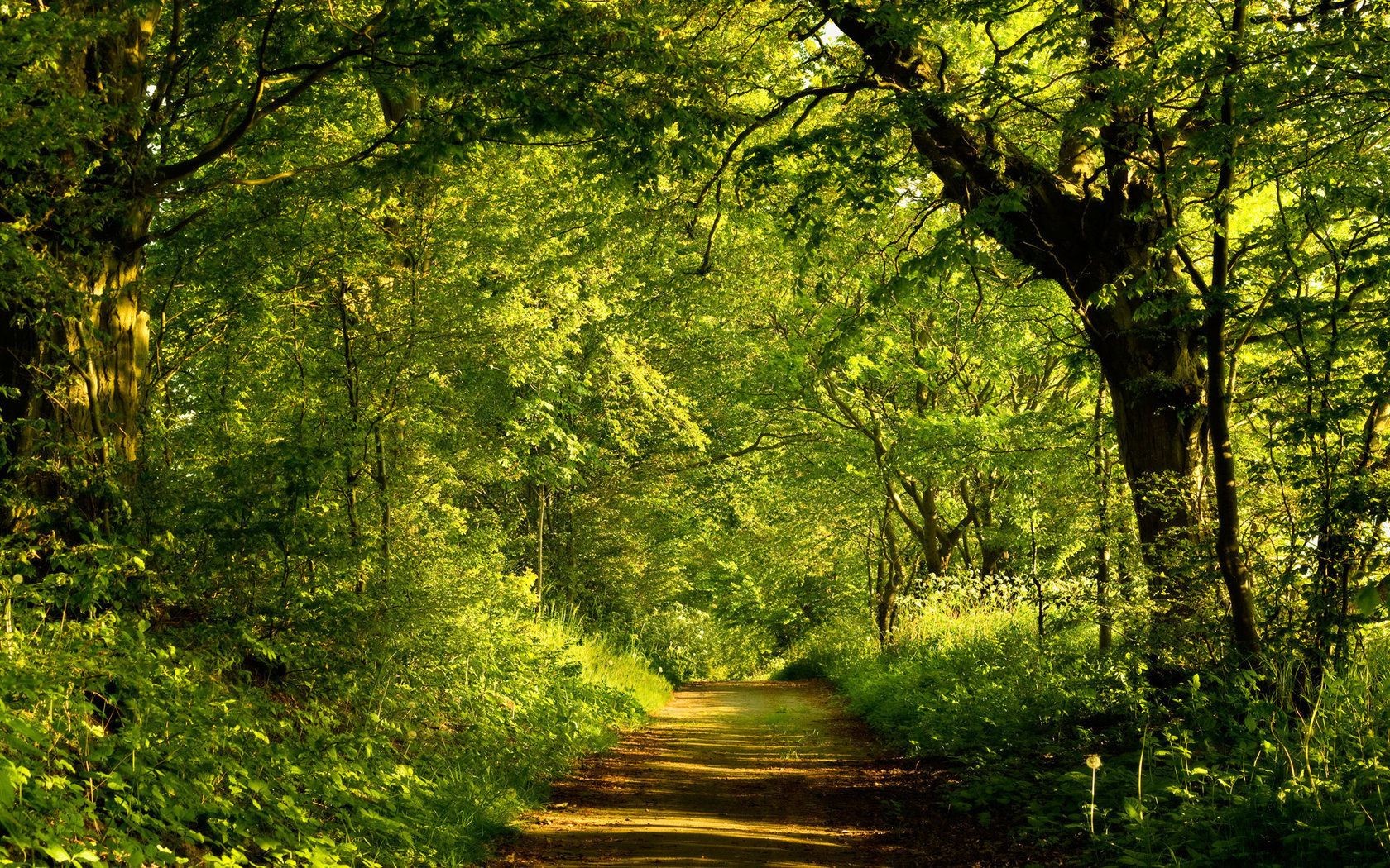 famous places wood tree nature leaf landscape park lush dawn environment fair weather scenic guidance season sun outdoors branch scenery fall bright