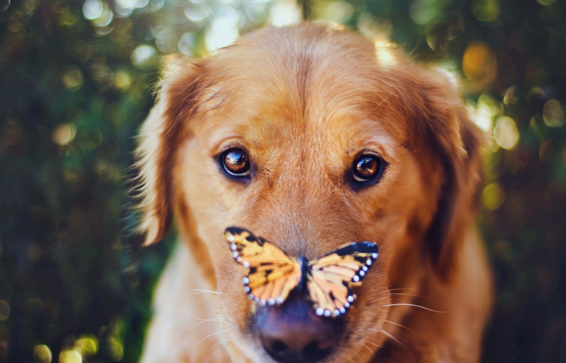 animals dog pet cute animal mammal portrait canine puppy fur nature