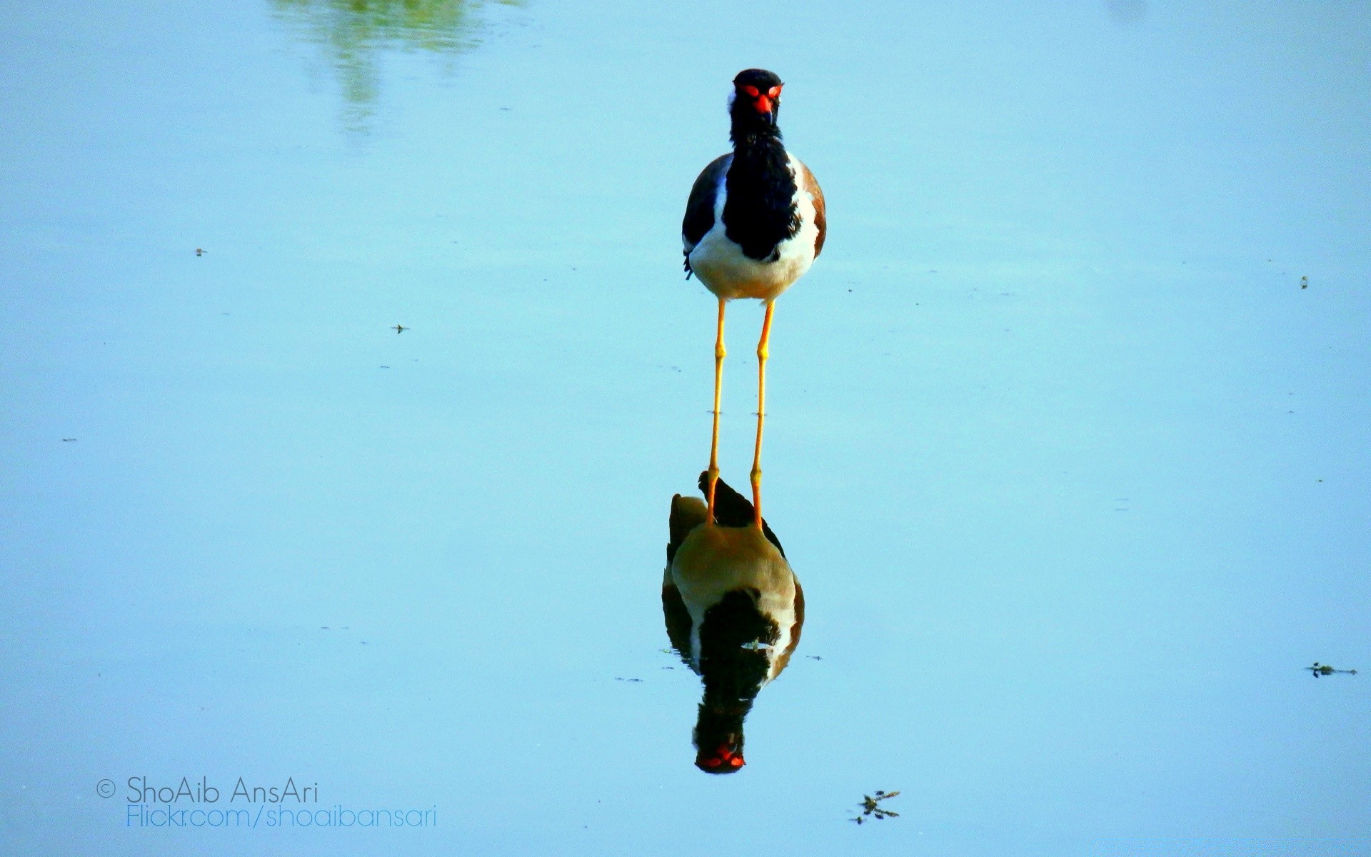 waterfowl bird outdoors wildlife water nature